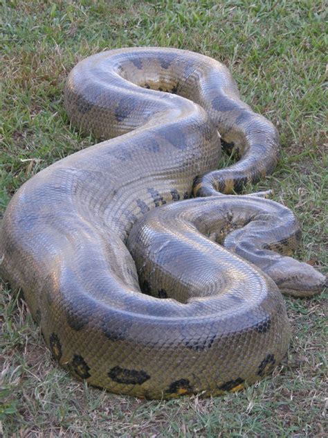 Anaconda species