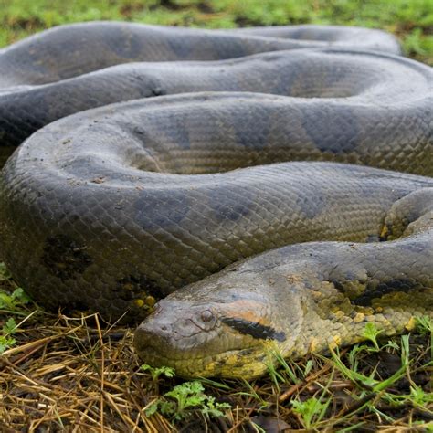 Anaconda weight