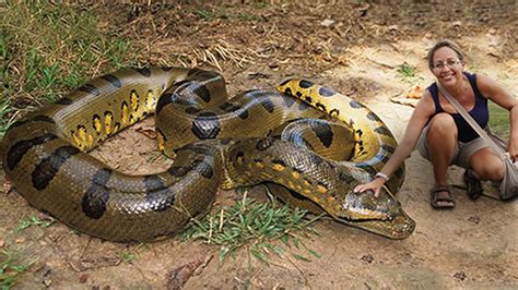 Anaconda, the world's largest snake