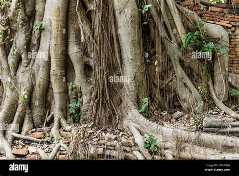 A majestic tree with sprawling roots