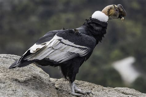 Andean Condor