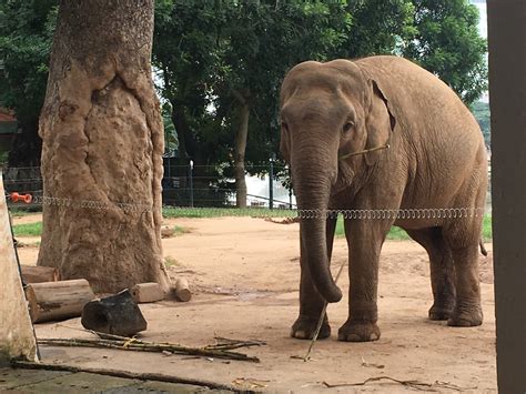 Animal welfare in zoo