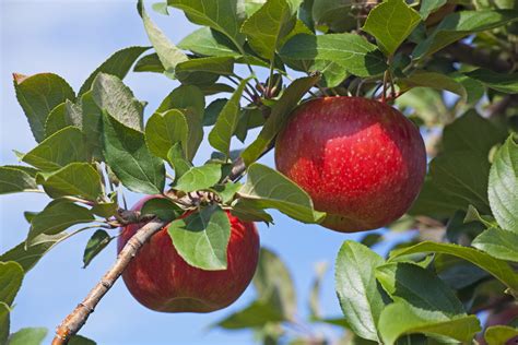 Apples in Washington