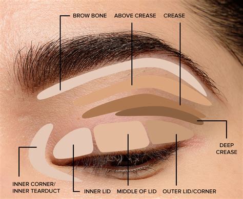 Applying eyeshadow base color