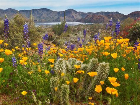 Arizona Desert Wildflowers