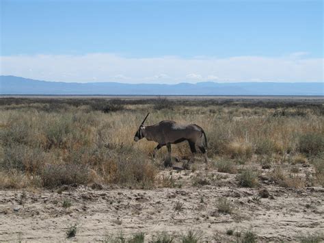 Atlantic Missile Range Wildlife Conservation