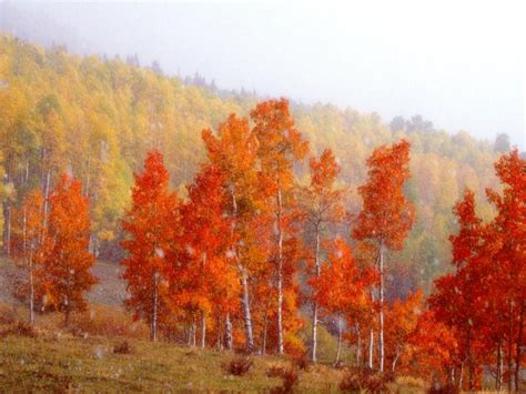 Light and airy autumn breeze color palette