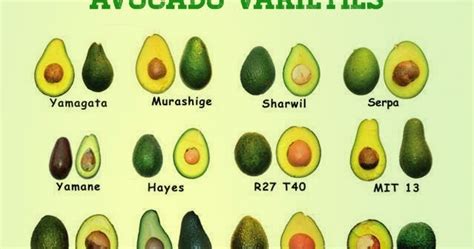 Avrada avocado variant