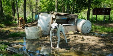 Bad Newz Kennels Case