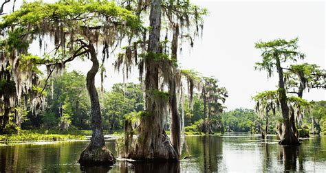 Bayou landscape