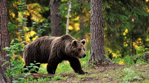 Bear habitat in forest