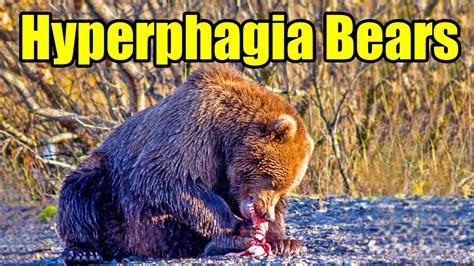 Bear eating during hyperphagia