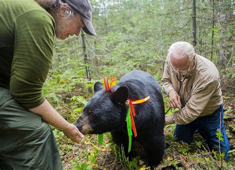 Bear research study