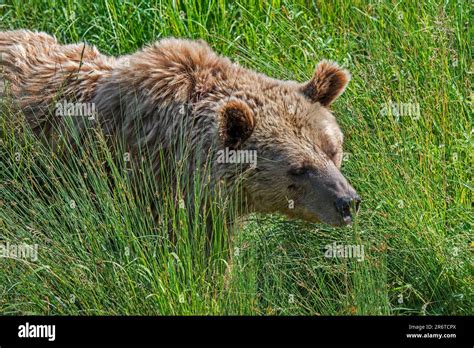 Bear foraging in summer