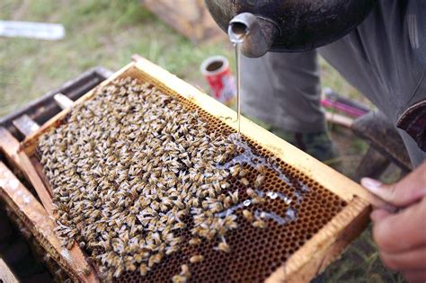 Bee feeding is a crucial aspect of beekeeping