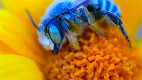 Colorful bees