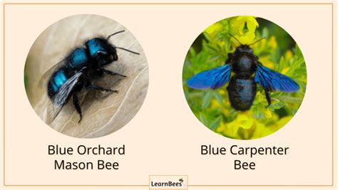 Bees come in a variety of colors