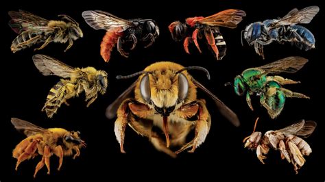 Diverse bees