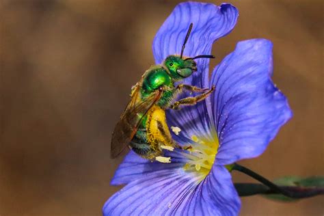 Metallic bees