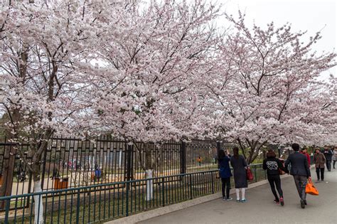 Beijing Cherry Blossoms in April