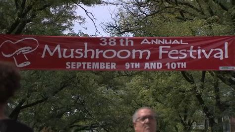 Benefits of Attending Mushroom Events