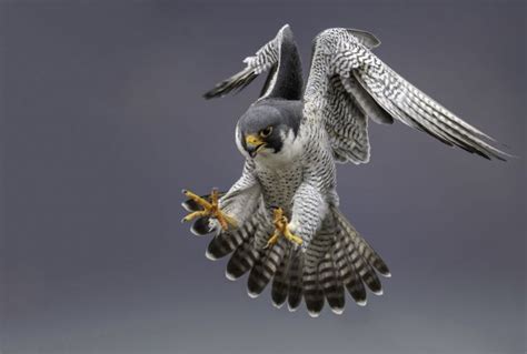 Benefits of buying falconry gear and equipment online