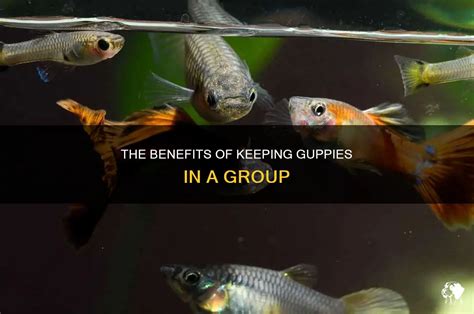 Benefits of Keeping Guppies