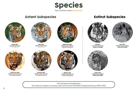 Educational and creative benefits of tiger printables