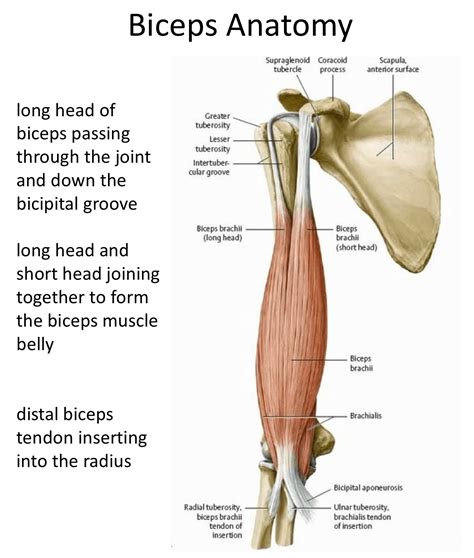 Bicep Anatomy