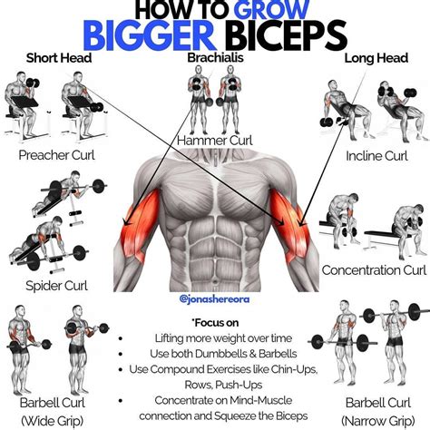 Bicep Training Image 3