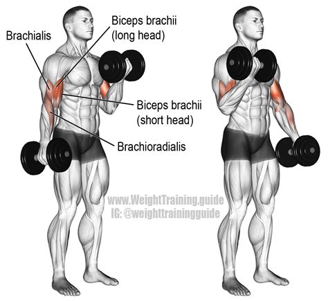 Bicep Training Image 5