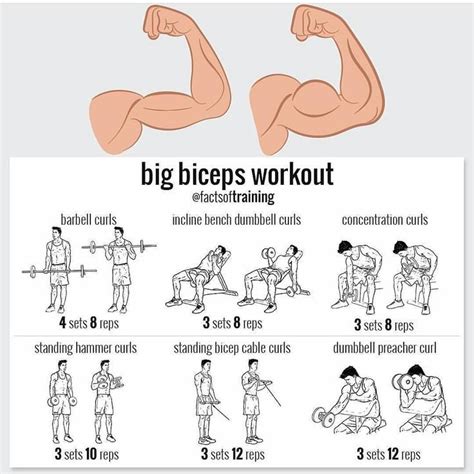 Bicep Training Image 8