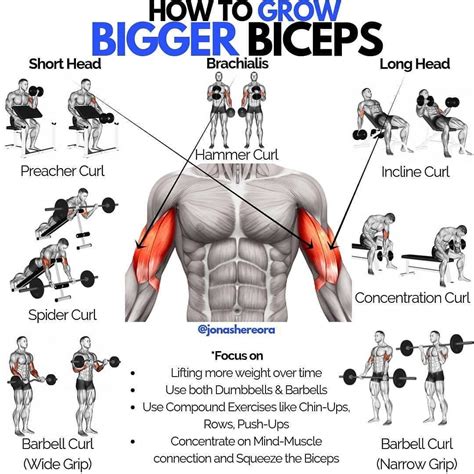 Bicep Workout Routine