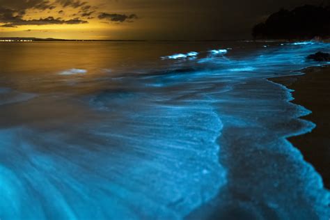 Bioluminescent