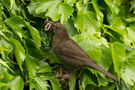 Bird Habitats