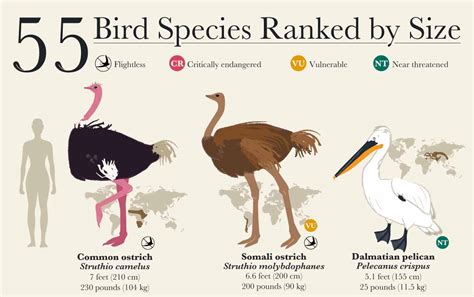 Bird Species