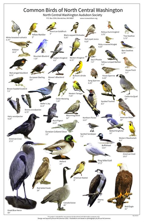 Bird Species Identification