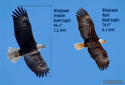 Birds of Prey with Longer Wingspans Than Height