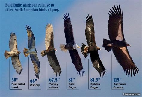 Birds with Longer Wingspans Than Height