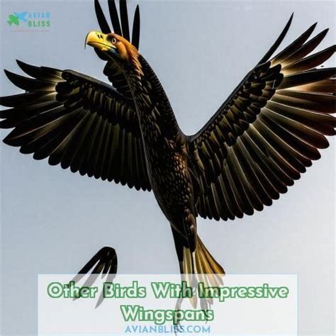 Birds with Remarkable Wingspans