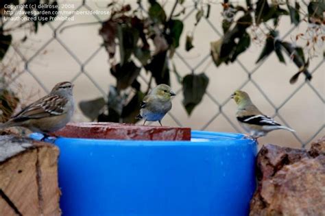 Birdwatching Communities