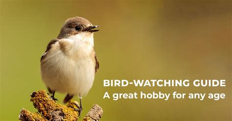 Birdwatching Tips