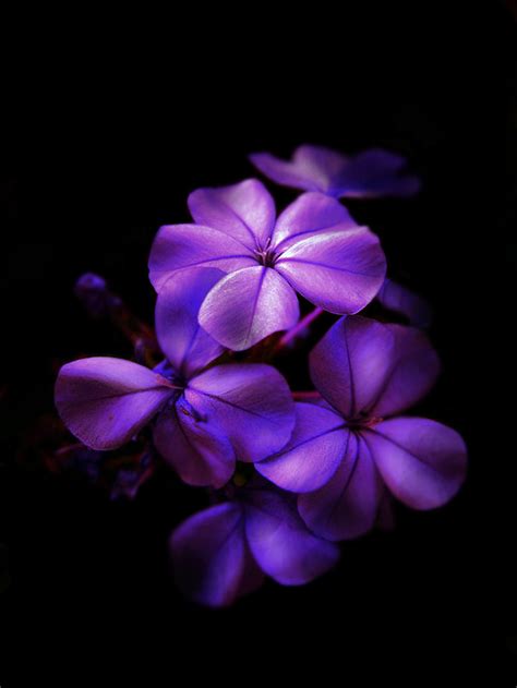 Black and Purple Photography