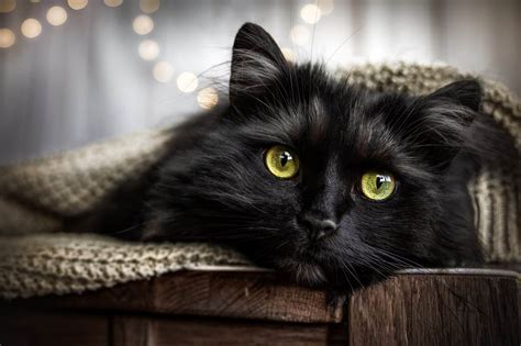 Black Cat Eyeshadow