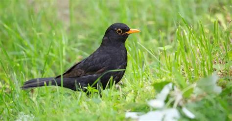 Blackbird behavior in Phoenix, Oregon