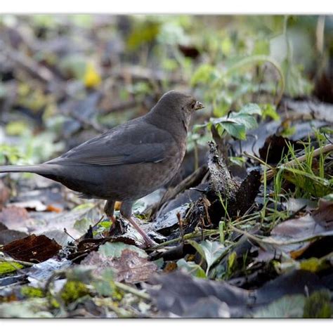 Blackbird in its natural habitat