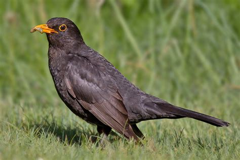 Blackbird in flight