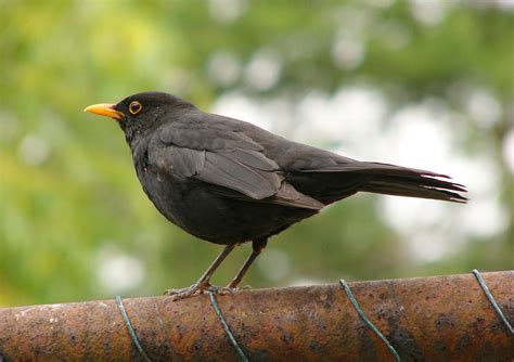 Blackbird eating a berry