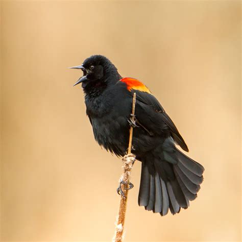 Blackbird in a tree