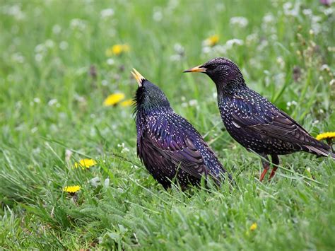 Blackbird with its young